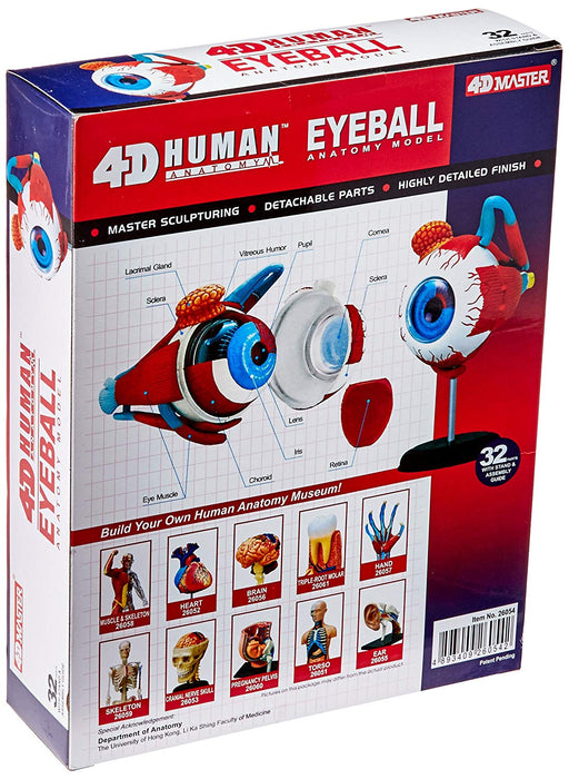 EYEBALL ANATOMY MODEL