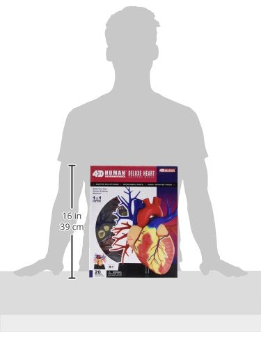 HEART ANATOMY MODEL