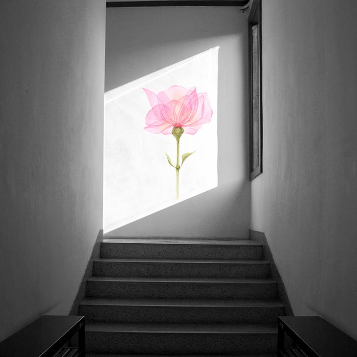 Transparent Delicately Pale Pink Rose